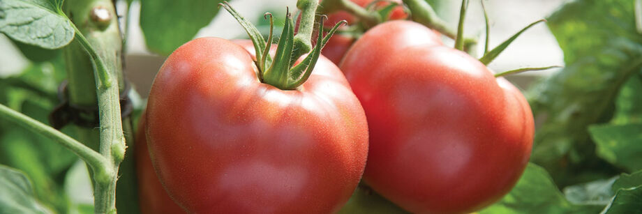 An indeterminate tomato plant with two red fruits.