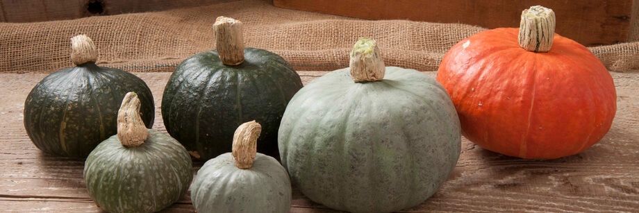 Several kabocha squash grown from Johnny's winter squash seeds&mdash;two green, three gray, and one red.