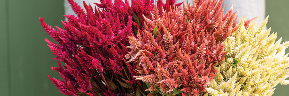 A bouquet of red, gold, and yellow Celway&trade; Series celosia.