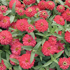 Double Zahara&trade; Salmon Zinnias