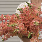 Chantilly&trade; Bronze Snapdragon