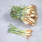 Patterson Onion Plants & Sets