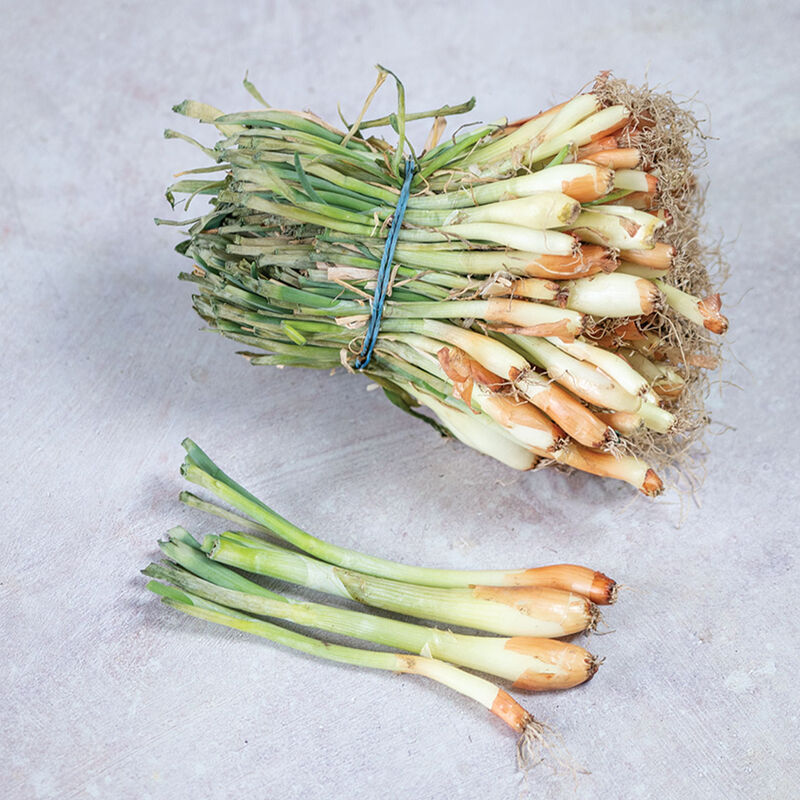 Patterson Onion Plants & Sets