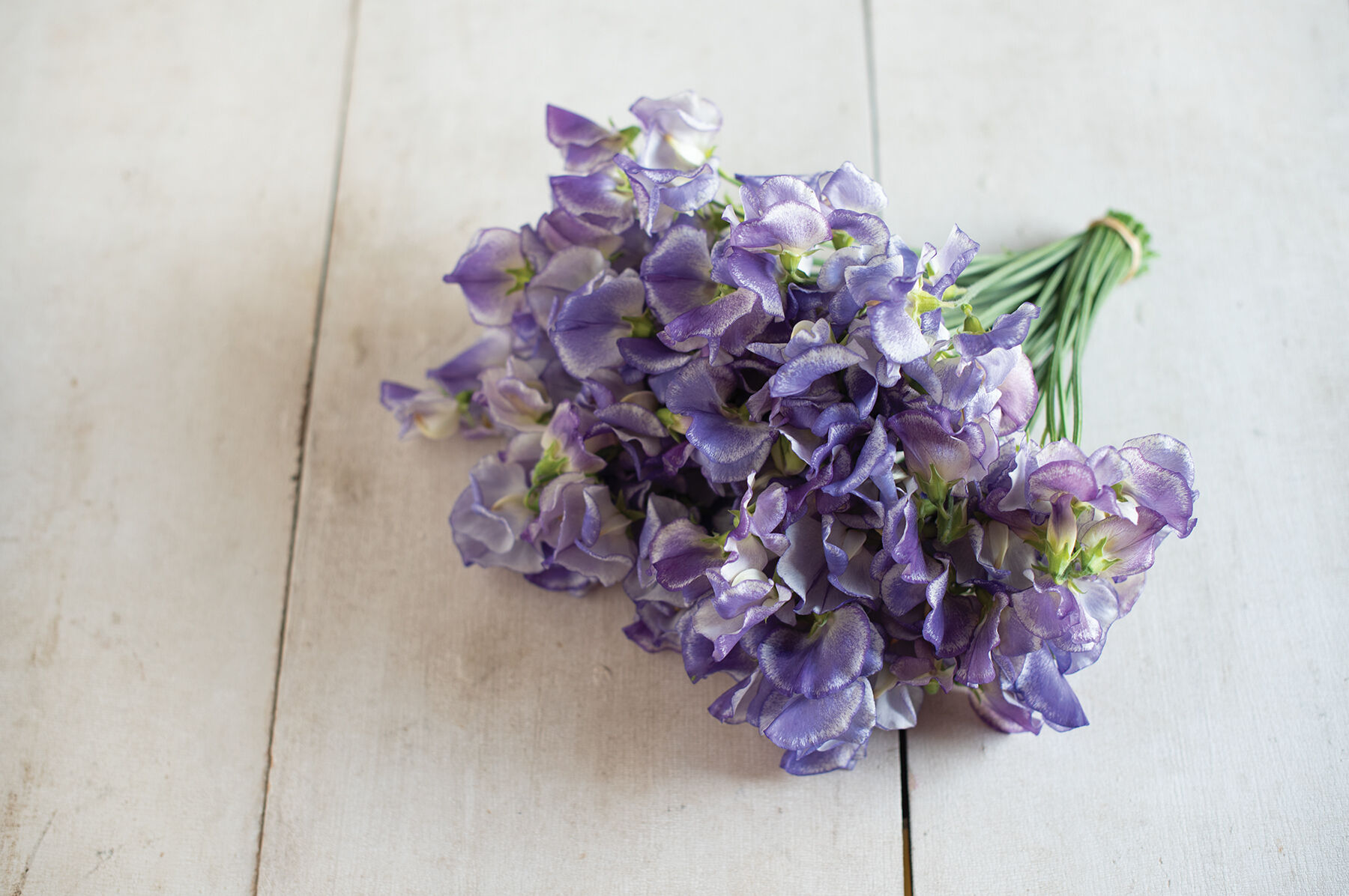 Blue Ripple Sweet Peas