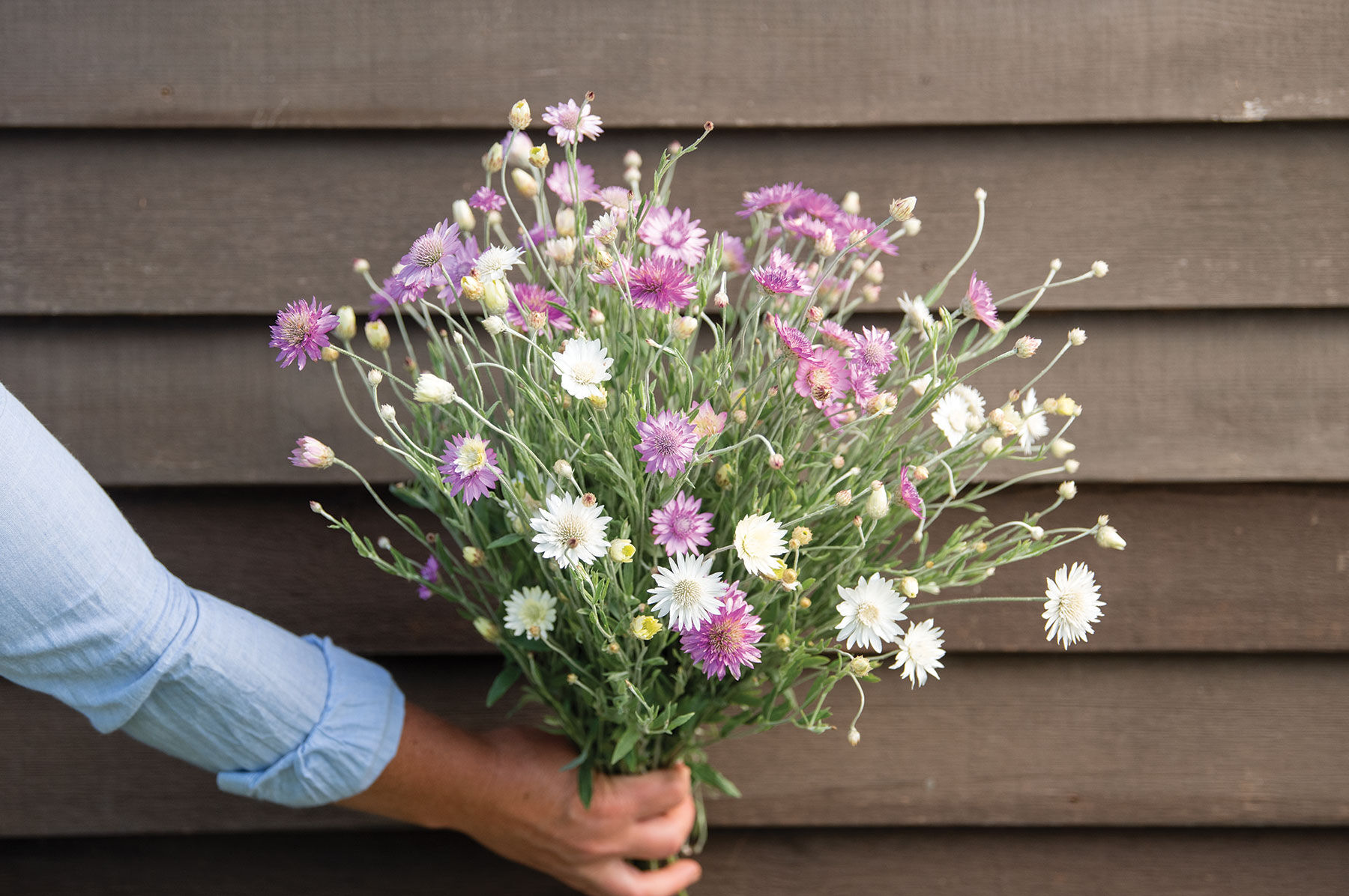 Paper Flower Double Mixture Xeranthemum