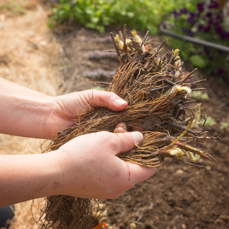 AC Valley Sunset &ndash; Spring-Planted Strawberry Bare-Root Plants