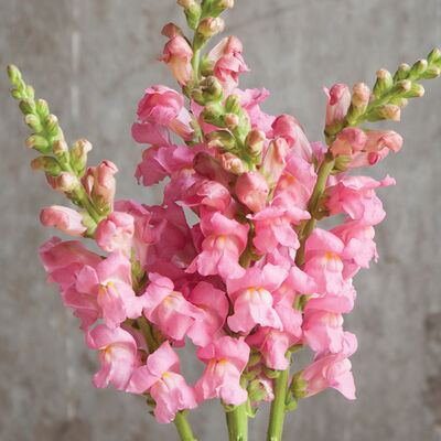 Potomac Pink Warm Season (Groups 3&ndash;4)