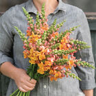Opus&trade; III Early Bronze Snapdragon
