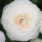 Romance&trade; Courchevel&reg; Ranunculus