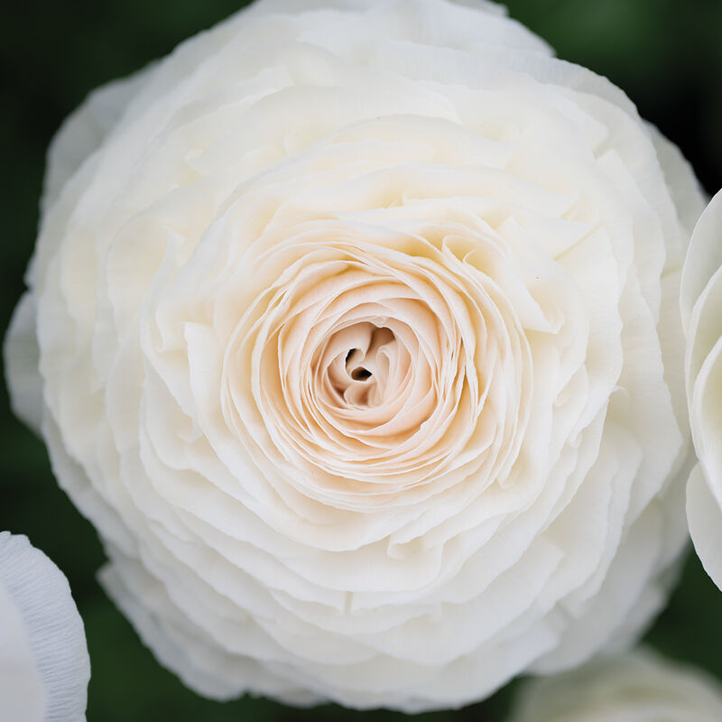 Romance&trade; Courchevel&reg; Ranunculus
