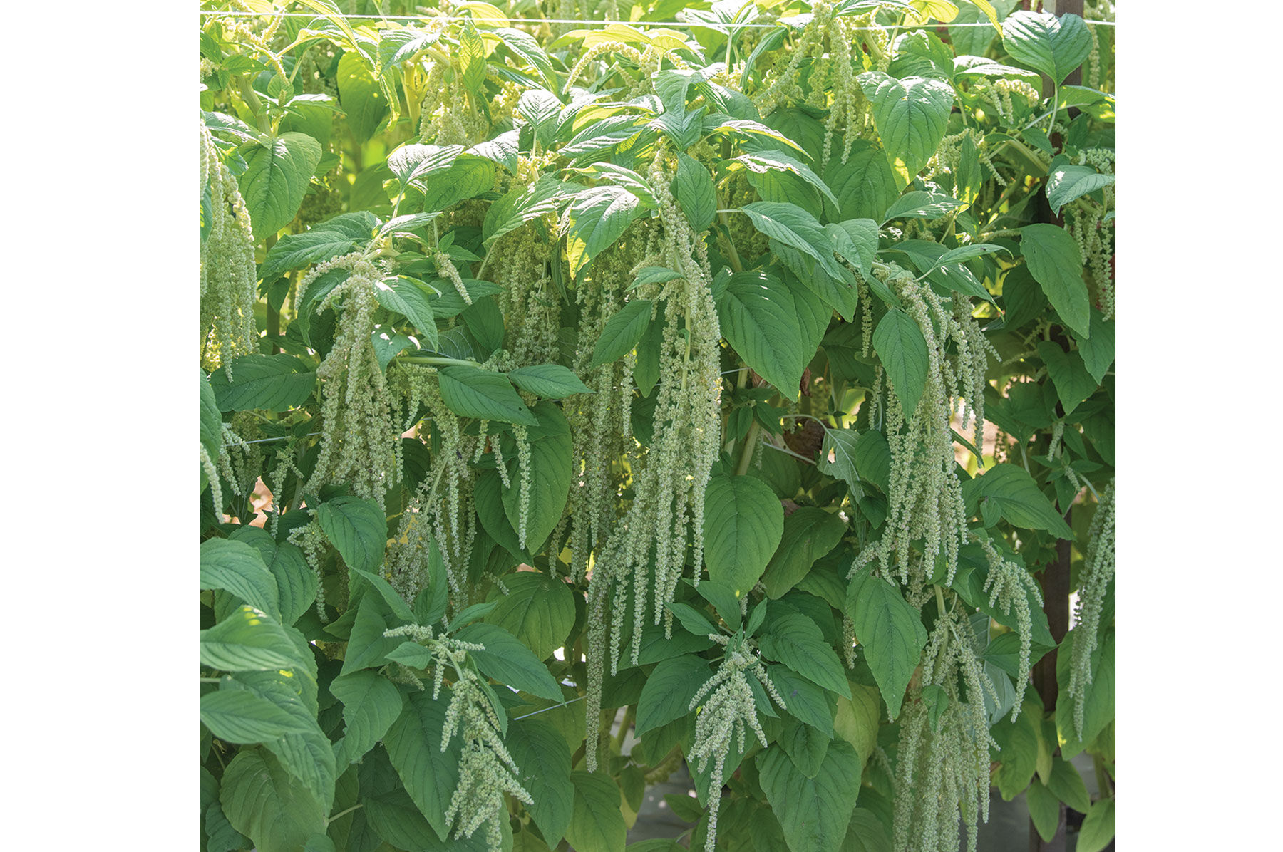 Emerald Tassels Amaranthus