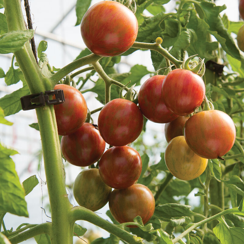 Purple Bumble Bee Specialty Tomatoes