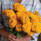 Coco&trade; Gold Marigold