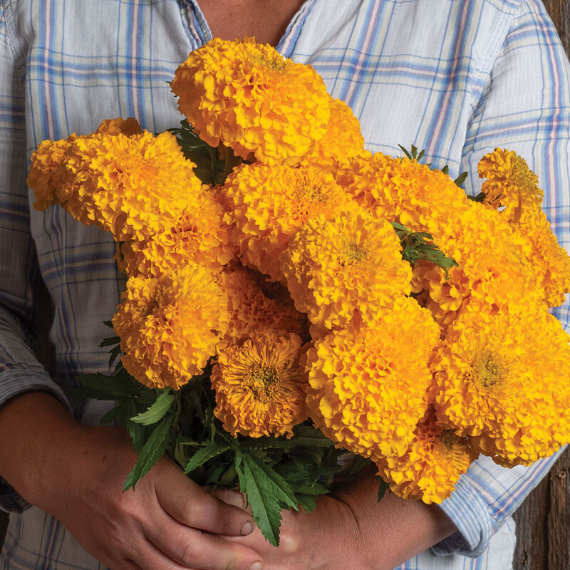 Coco&trade; Gold Marigold