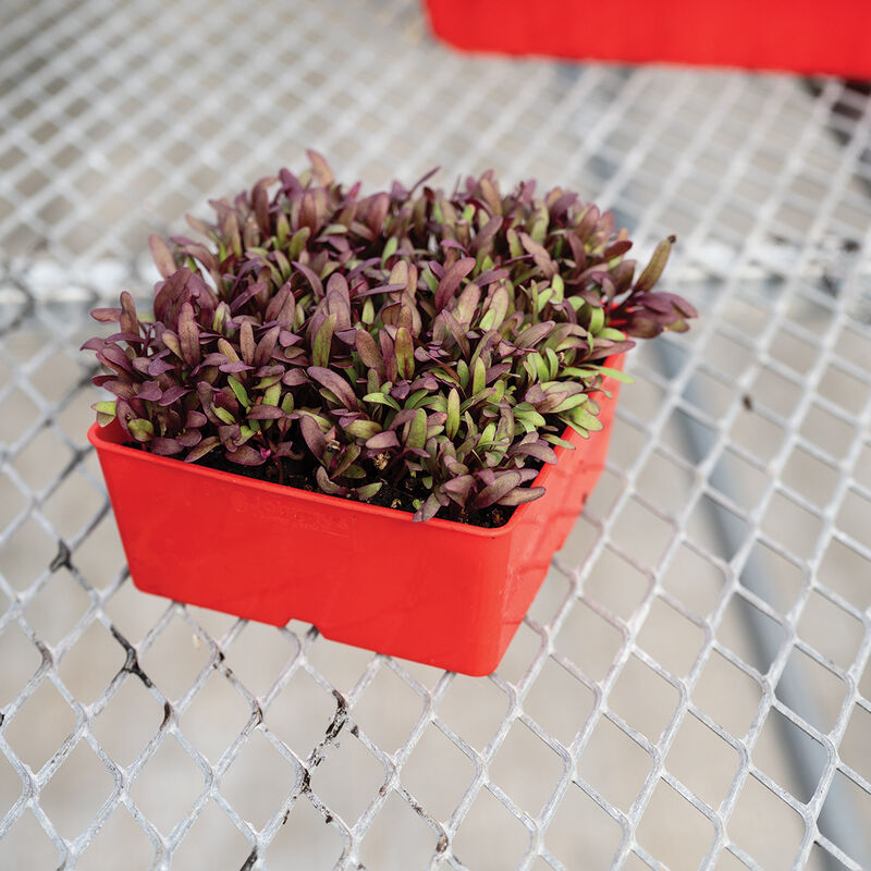 Polypro 5x5 Insert Pots &ndash; Red, 8 Count Plastic Pots