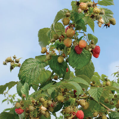 Himbo-Top&reg; Raspberry