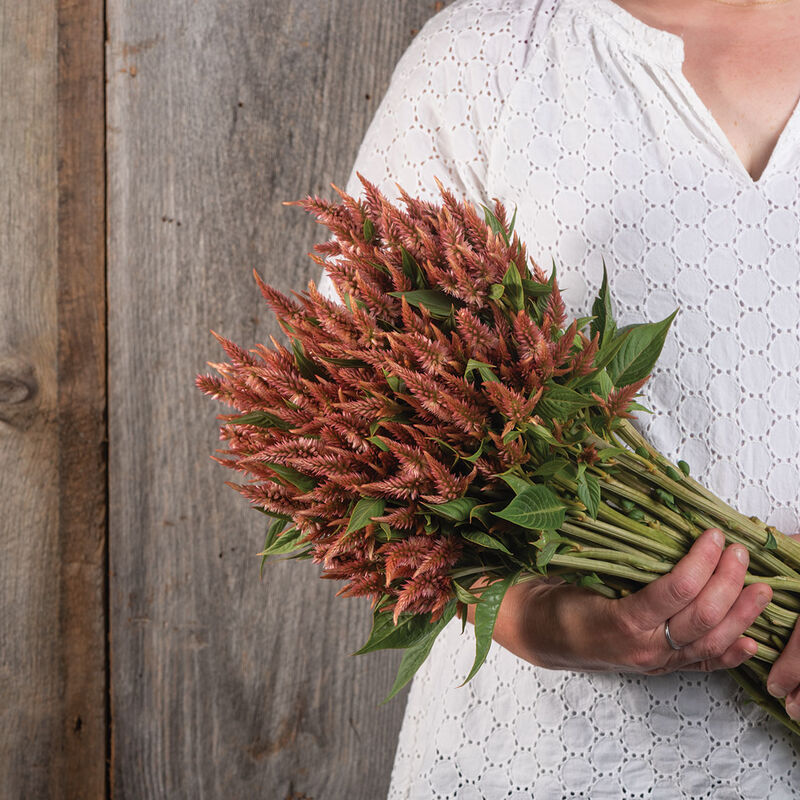 Celway&trade; Terracotta Celosia