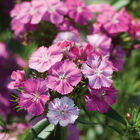 Amazon&trade; Rose Magic Dianthus (Sweet William)