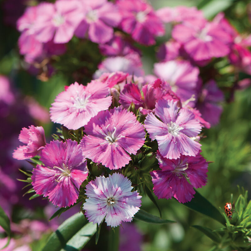Amazon&trade; Rose Magic Dianthus (Sweet William)
