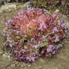 Andiron Salanova&reg; &ndash; Red Incised Salanova&reg; Lettuce