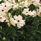Butterfly&trade; Hestia&reg; Ranunculus