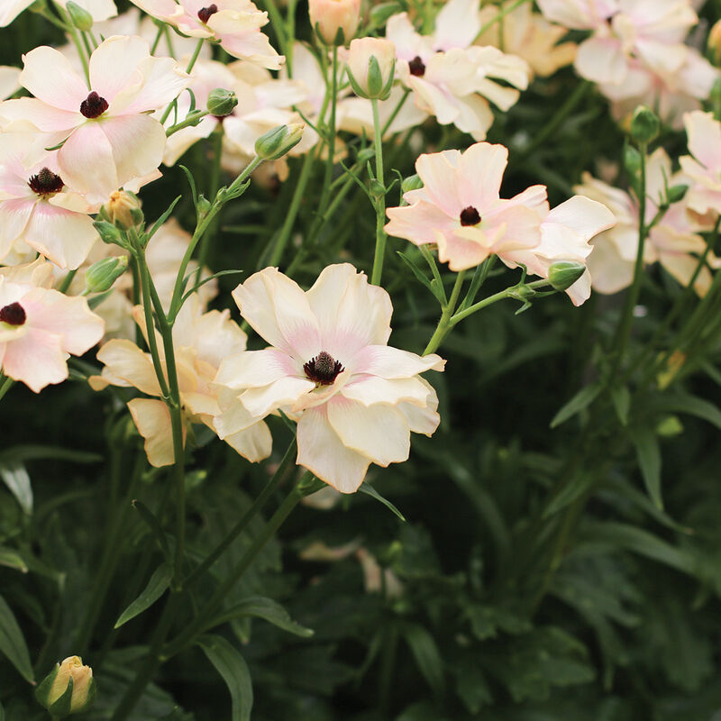 Butterfly&trade; Hestia&reg; Ranunculus