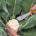 Modesto Heavy-Duty Knife Harvest Knives