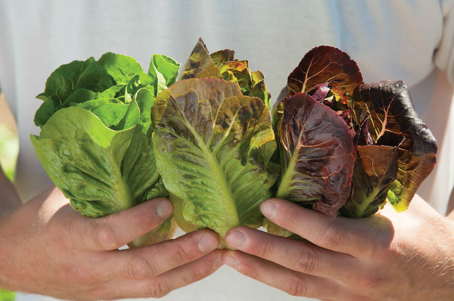 Mini-Romaine Trio Romaine Lettuce (Cos)