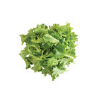 Celinet Summer Crisp Lettuce (Batavia)