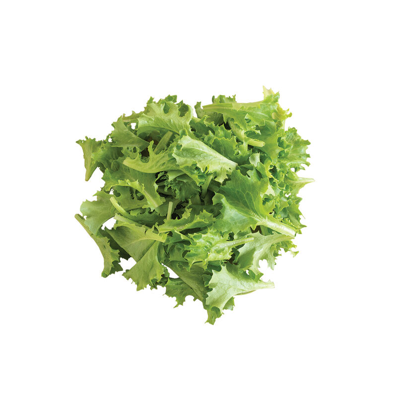 Celinet Summer Crisp Lettuce (Batavia)