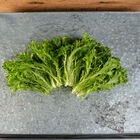 Expertise Salanova&reg; &ndash; Hydroponic Green Sweet Crisp Salanova&reg; Lettuce