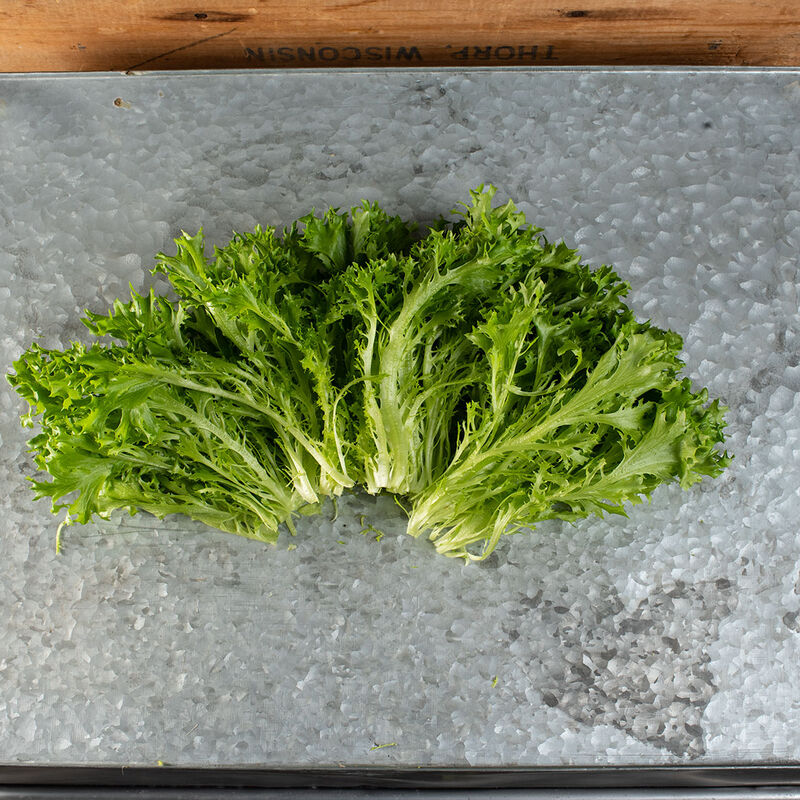 Expertise Salanova&reg; &ndash; Hydroponic Green Sweet Crisp Salanova&reg; Lettuce