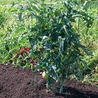 Tomato Cages, Green &ndash; 58" Cages & Fences