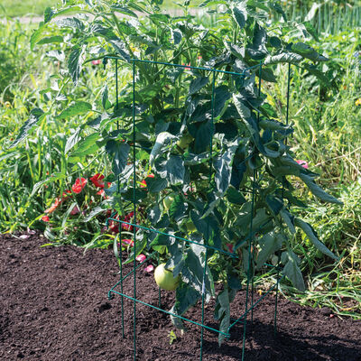Tomato Cages, Green &ndash; 58" Cages & Fences