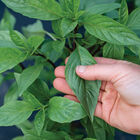 Thai Thai Prospera&reg; Active DMR Asian Basil