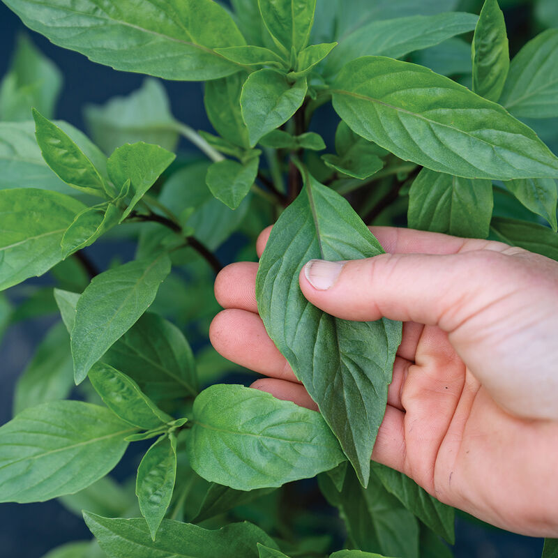Thai Thai Prospera&reg; Active DMR Asian Basil