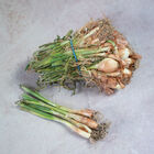 Yellow Granex Onion Plants & Sets