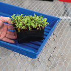 Polypro 5x5 Insert Pots &ndash; Black, 8 Count Plastic Pots