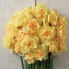 Bellabombe Narcissus (Daffodil)