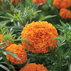 Coco&trade; Deep Orange African Marigolds