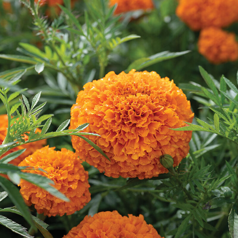 Coco&trade; Deep Orange African Marigolds