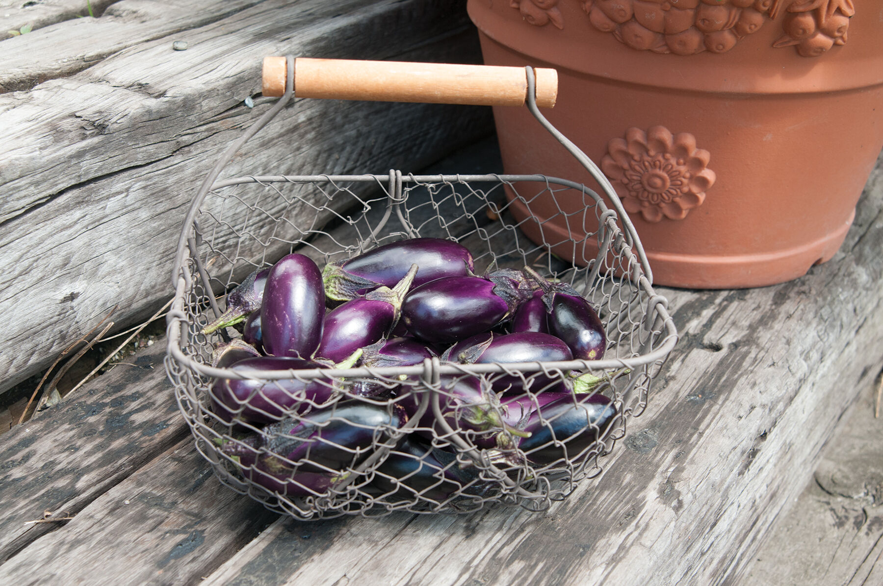 Patio Baby Mini Eggplants