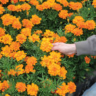 Durango Tangerine French Marigolds