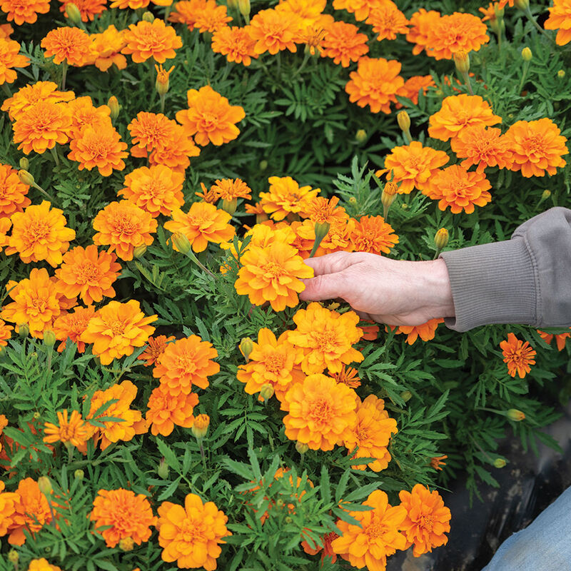 Durango Tangerine French Marigolds