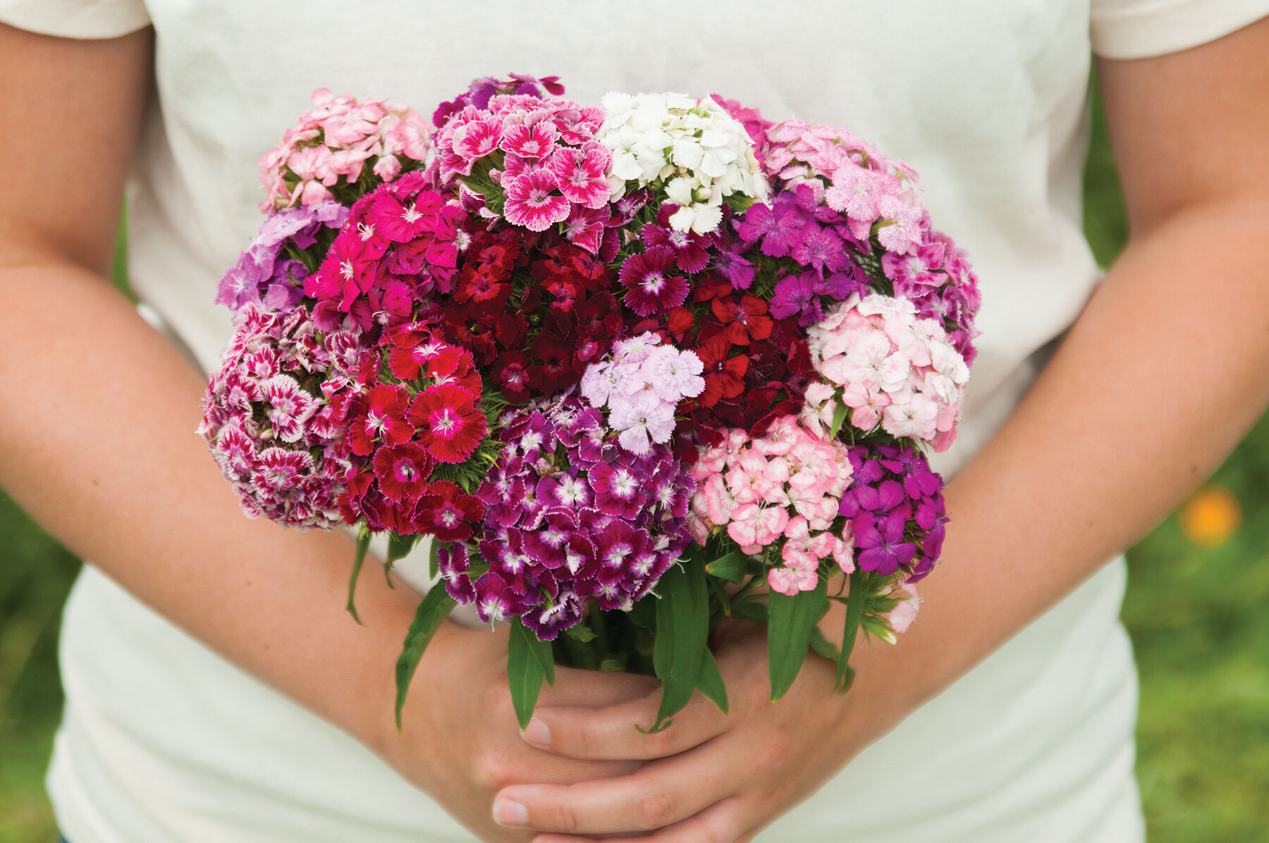 Volcano Mix Dianthus (Sweet William)