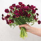 Penny&trade; Rose Blotch Viola (Pansy)
