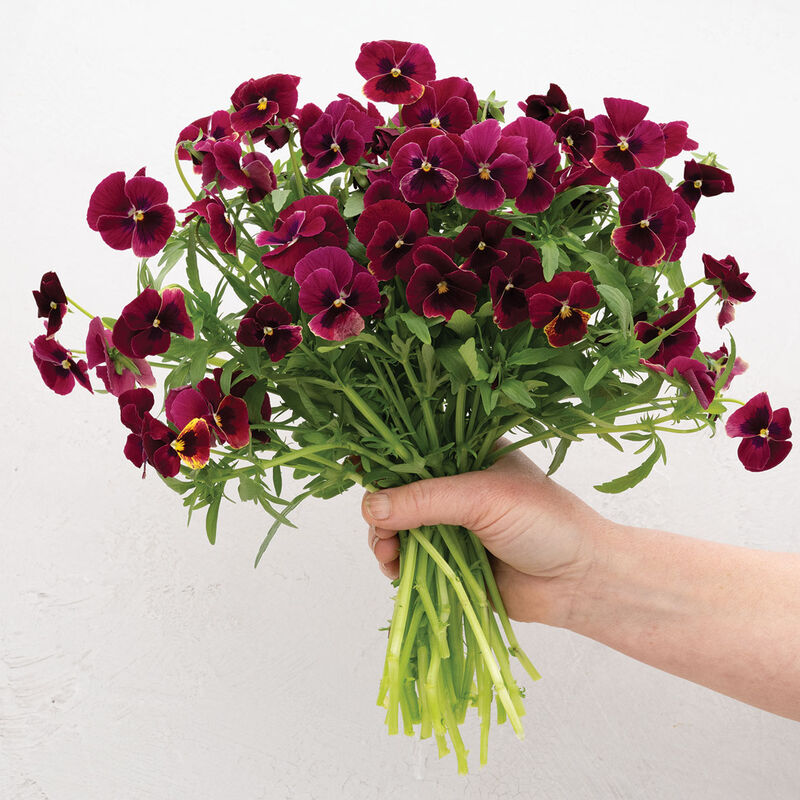 Penny&trade; Rose Blotch Viola (Pansy)