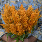 Sunday&trade; Gold Celosia