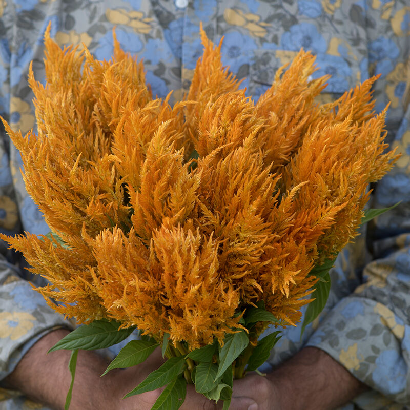 Sunday&trade; Gold Celosia