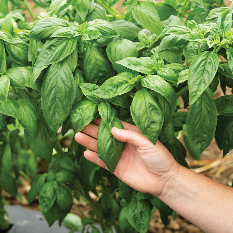 Prospera&reg; DMR (CG1) Genovese Basil